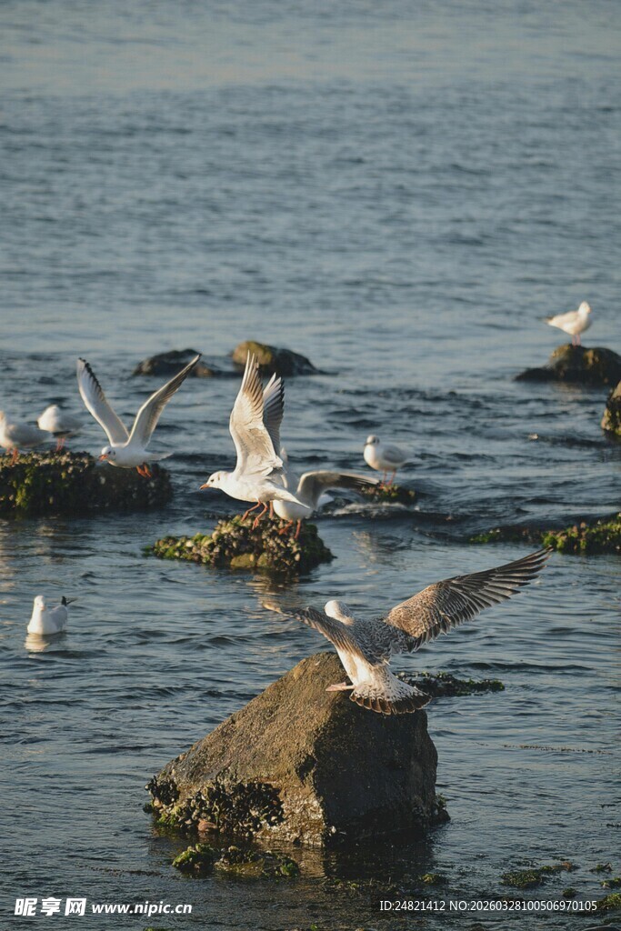 海边礁石上的飞翔海鸥