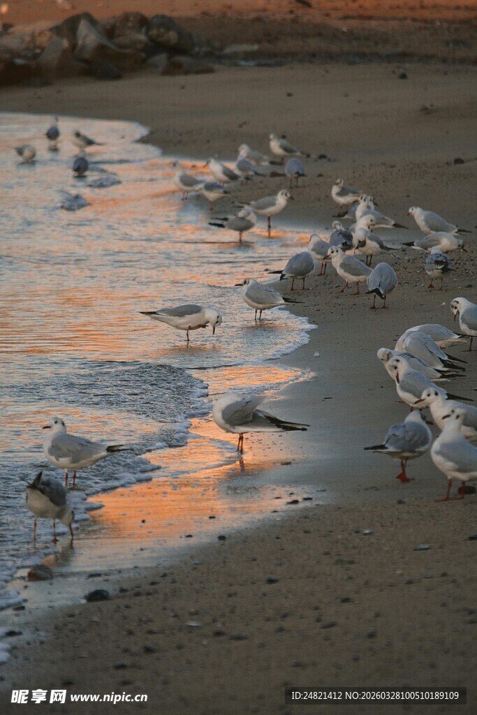 夕阳下海滩上的觅食海鸥