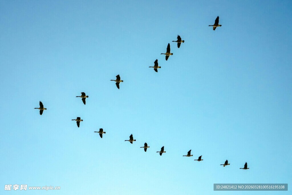群鸟蓝天翱翔