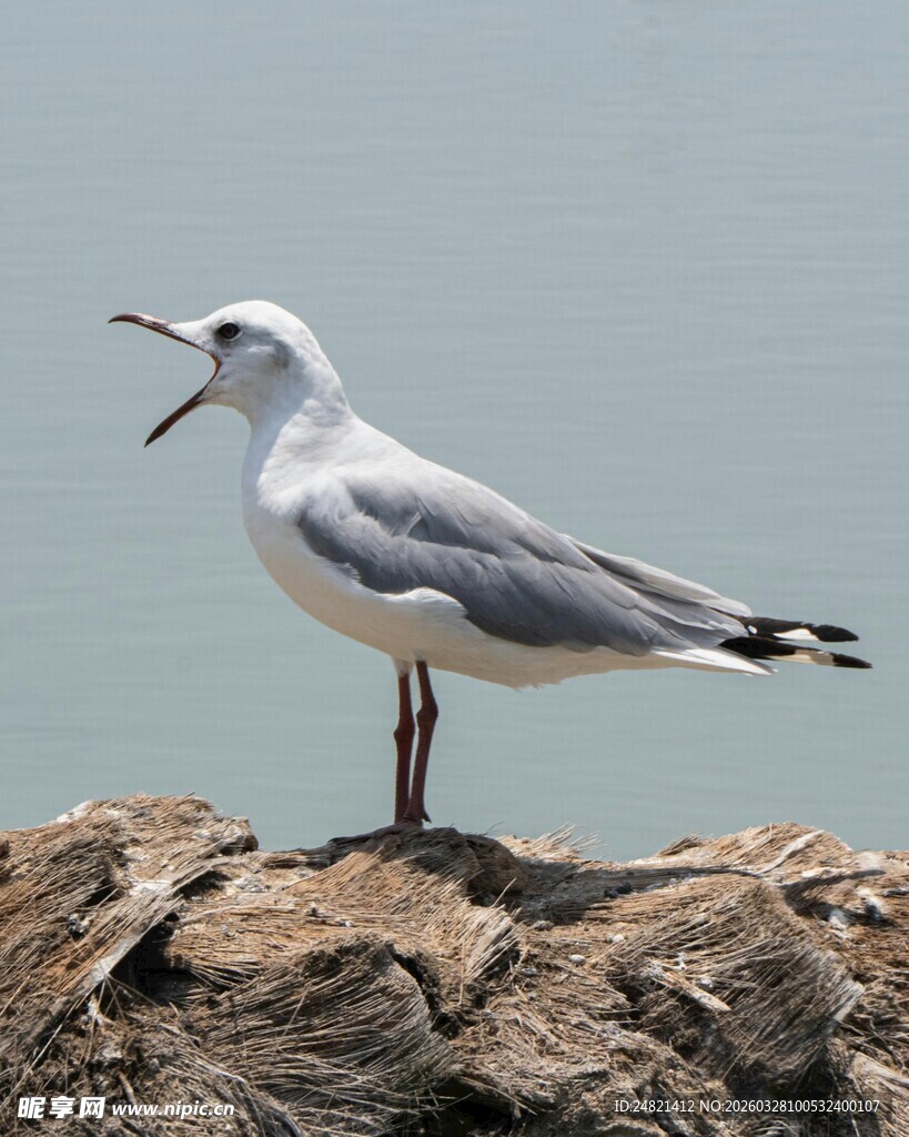 岩石上张嘴鸣叫的海鸥