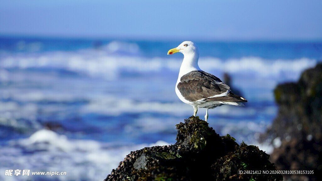 海鸥立于礁石望海浪
