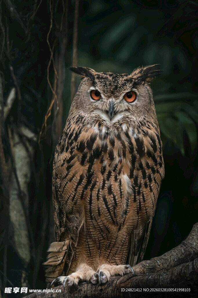 树枝上的猫头鹰