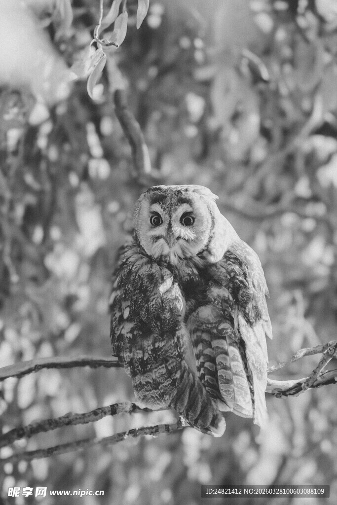 树枝上的猫头鹰