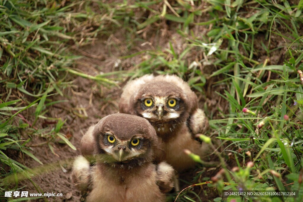 草丛中的两只可爱小鸟