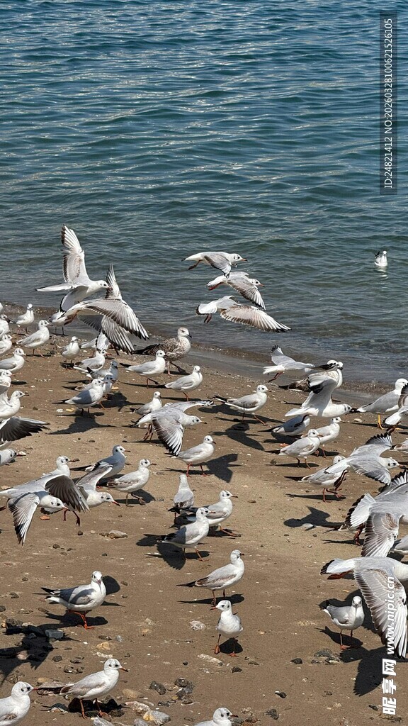 海滩上群集的飞翔海鸥