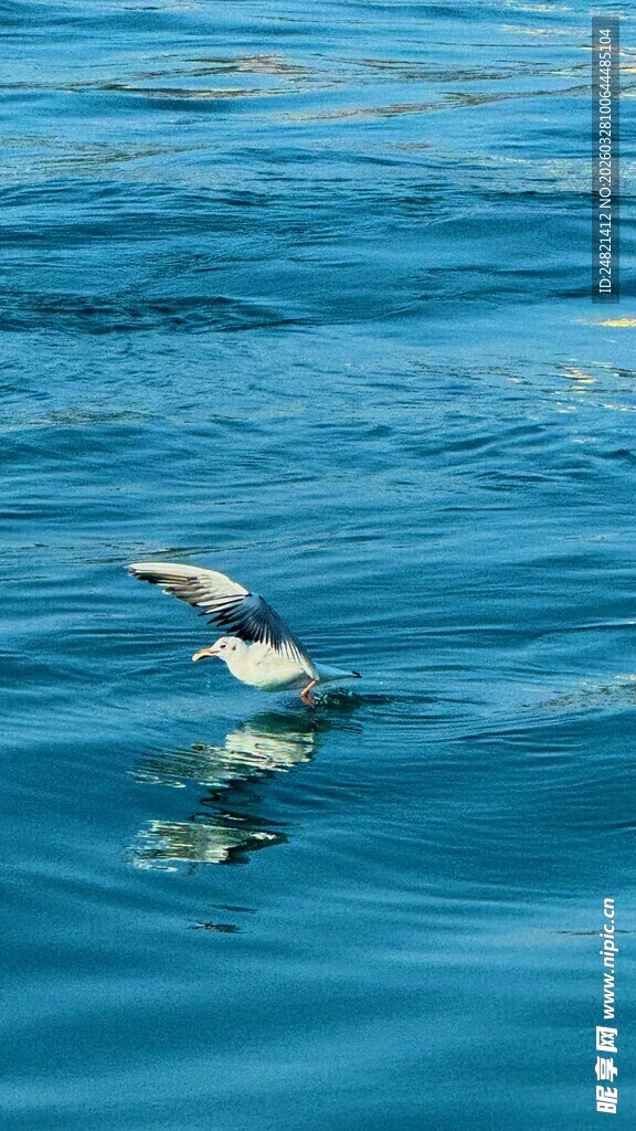 海面上飞翔的鸟