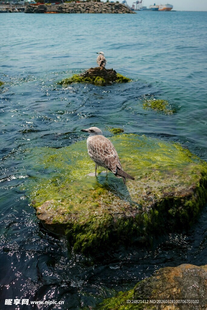 礁石上的海鸟