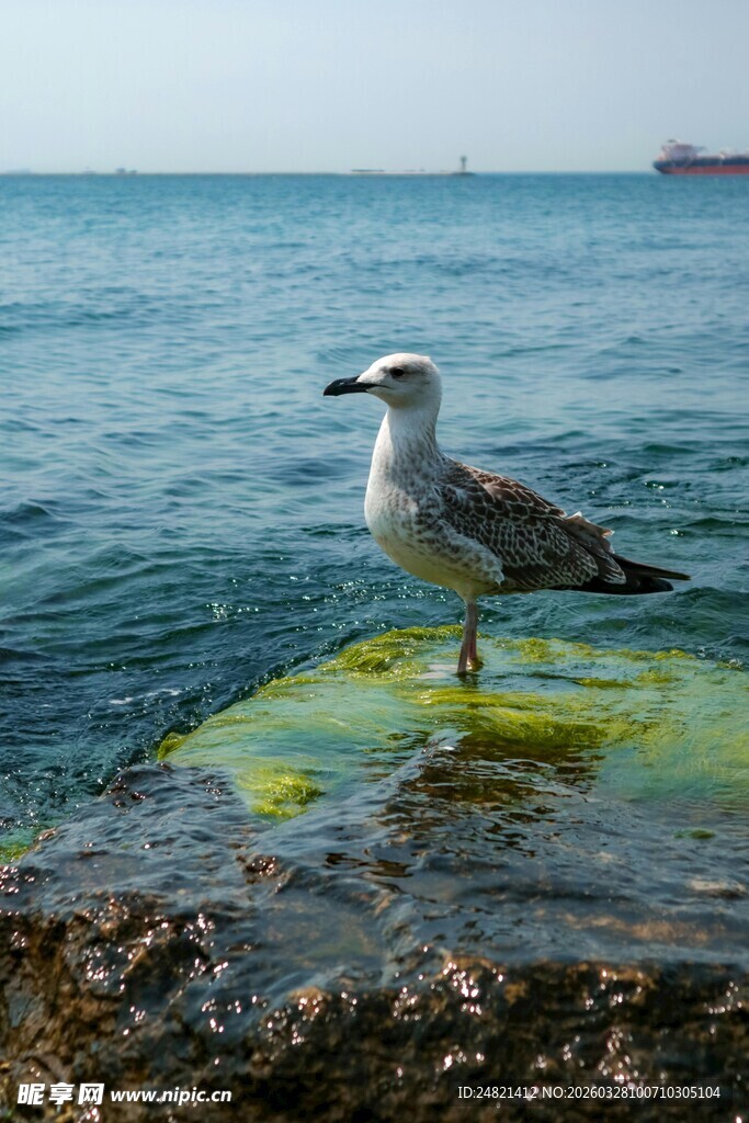 礁石上的海鸥与碧海