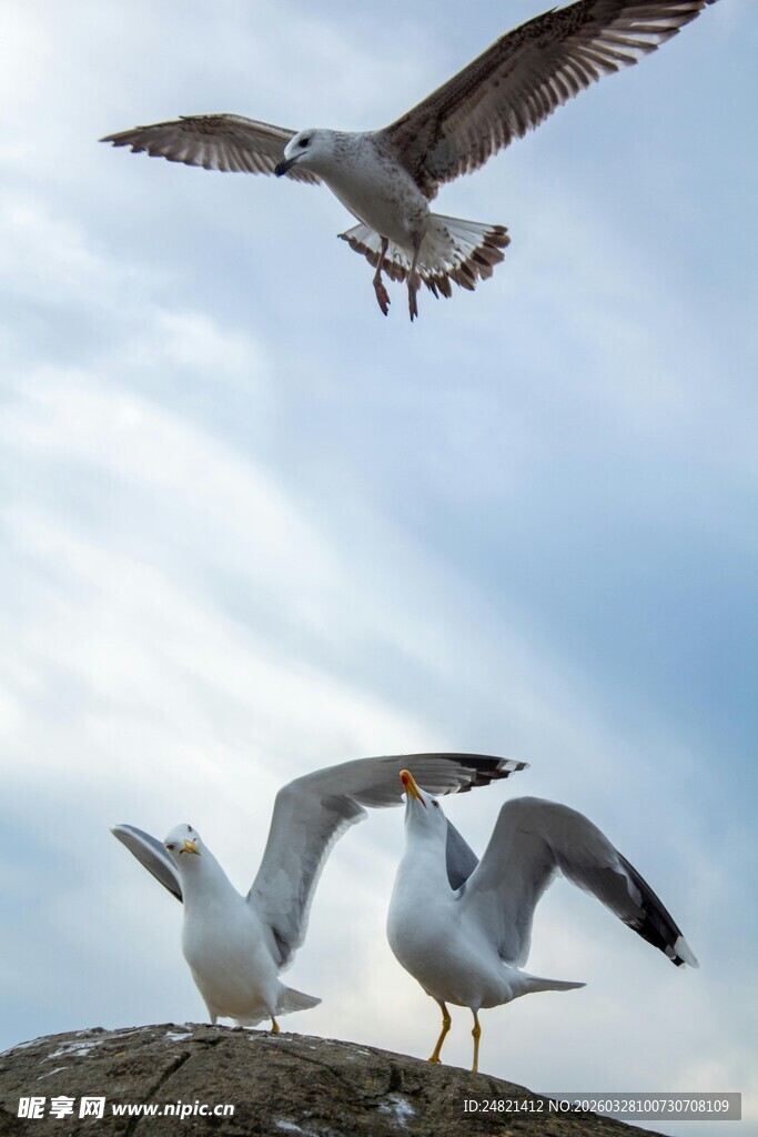 海鸥翱翔于岩石之上