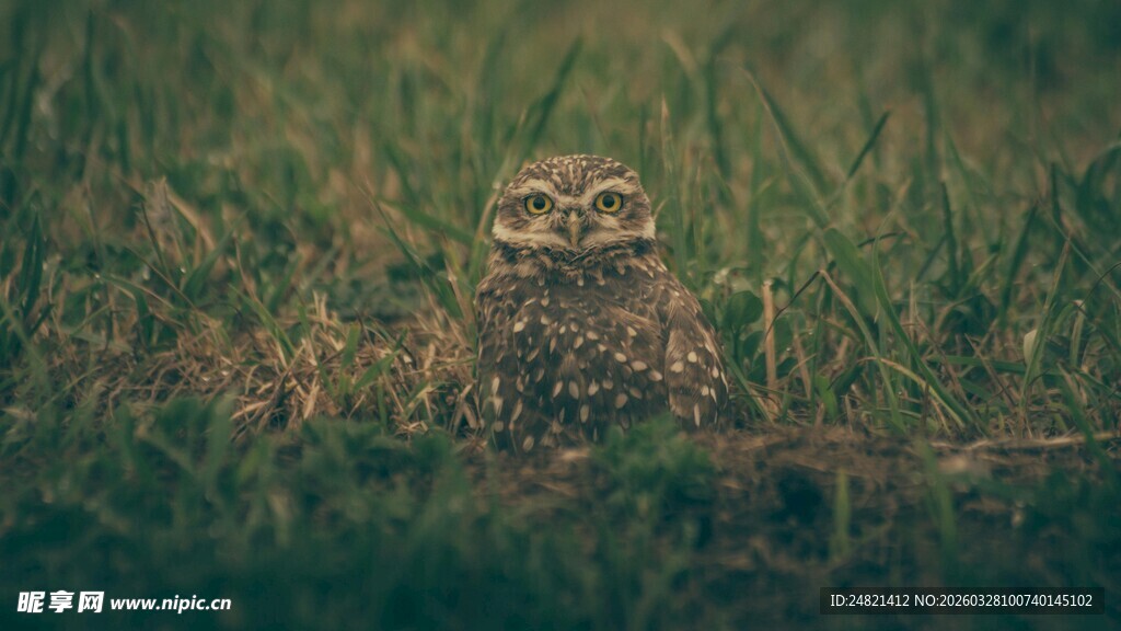 草丛中的猫头鹰