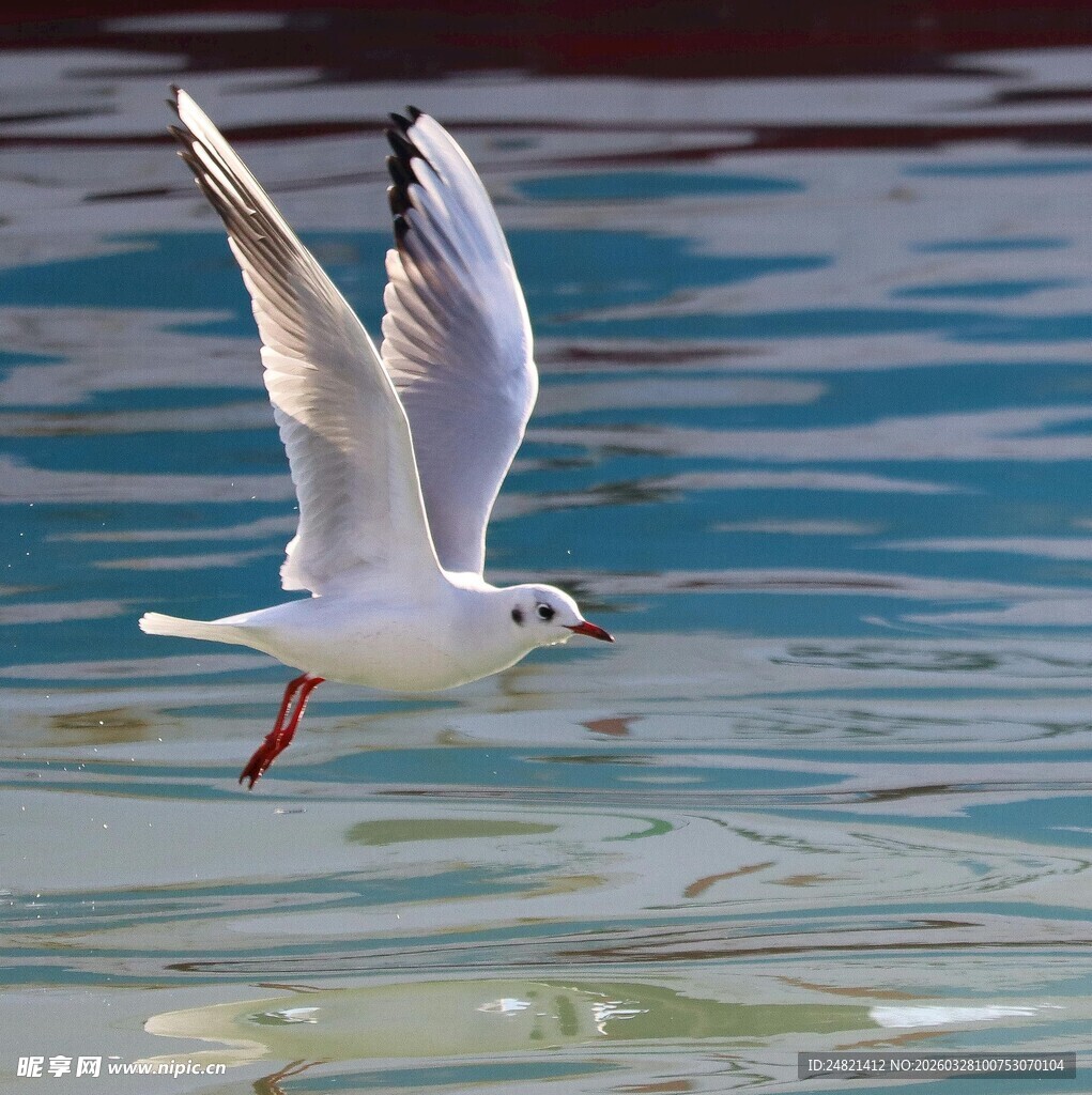 海鸥于水面展翅飞翔