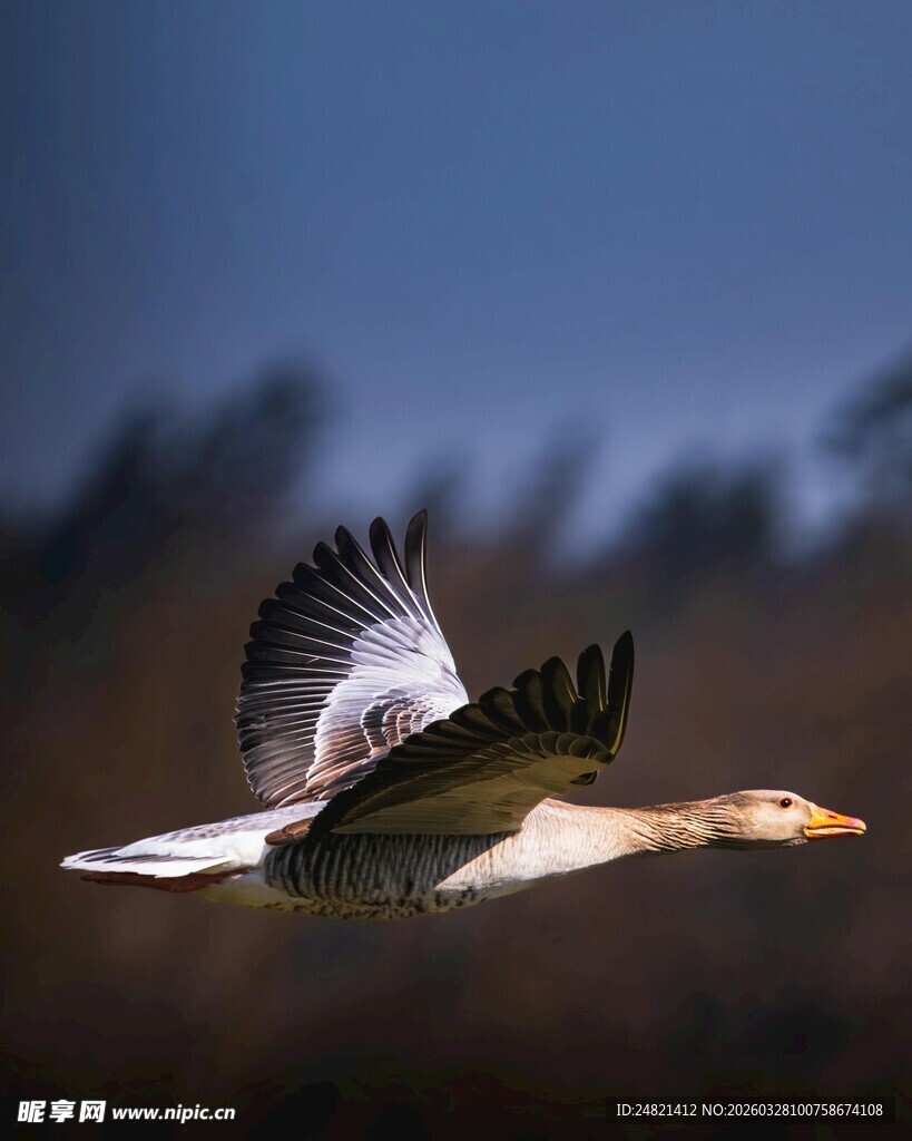 翱翔天际的白鸟
