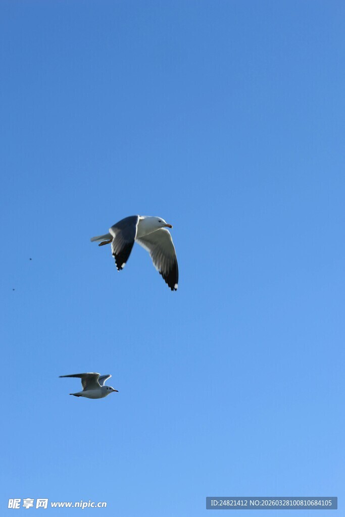 双鸟翱翔蓝天