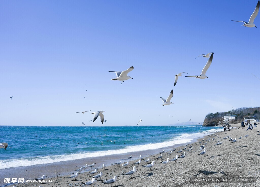 海边沙滩上飞翔的群鸟