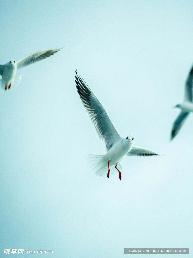 天空中翱翔的几只海鸥