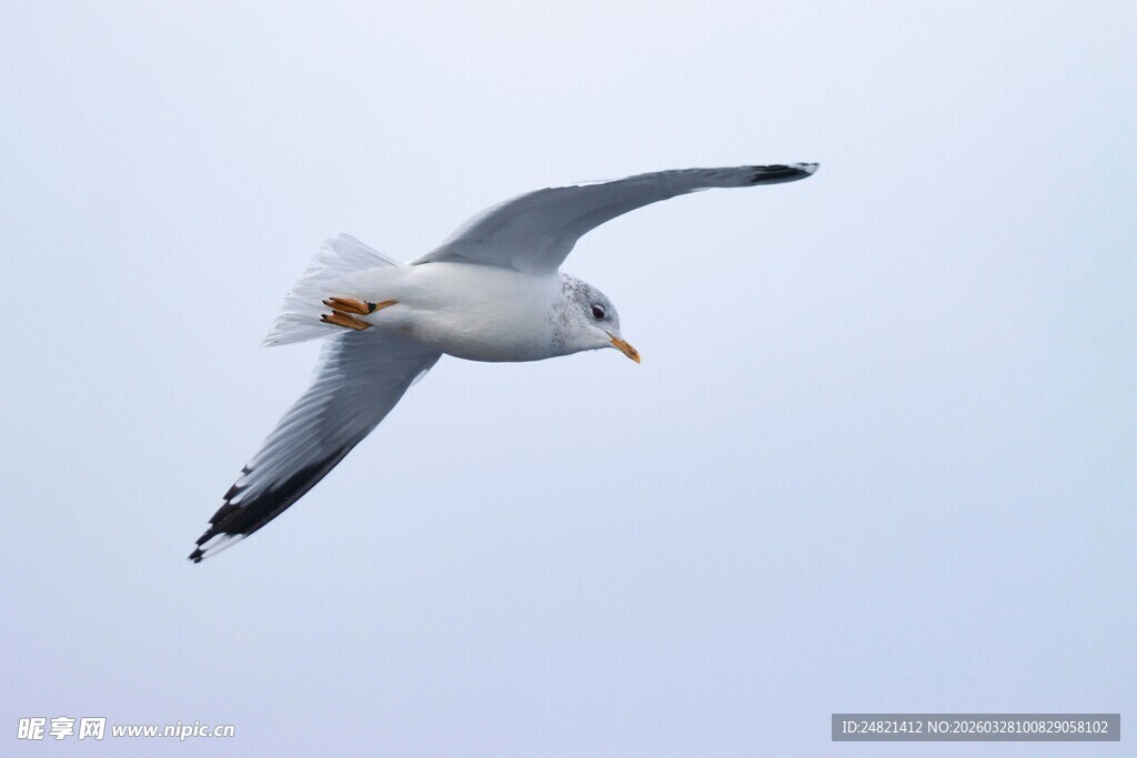 翱翔天际的海鸥