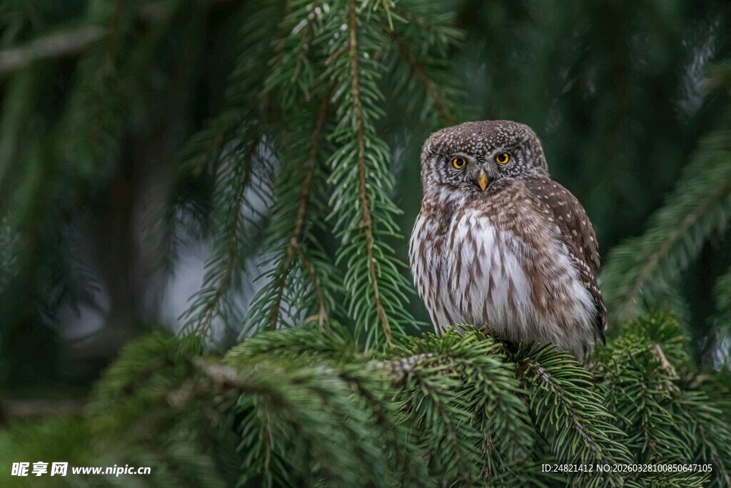 枝头的小巧猫头鹰