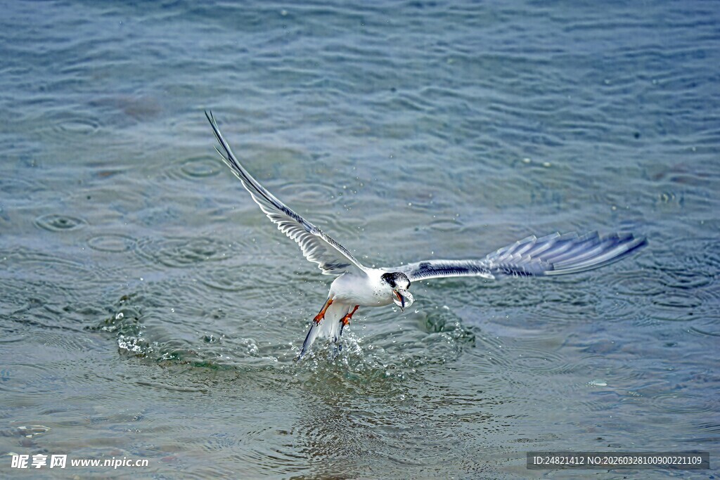 海鸥水中捕鱼瞬间