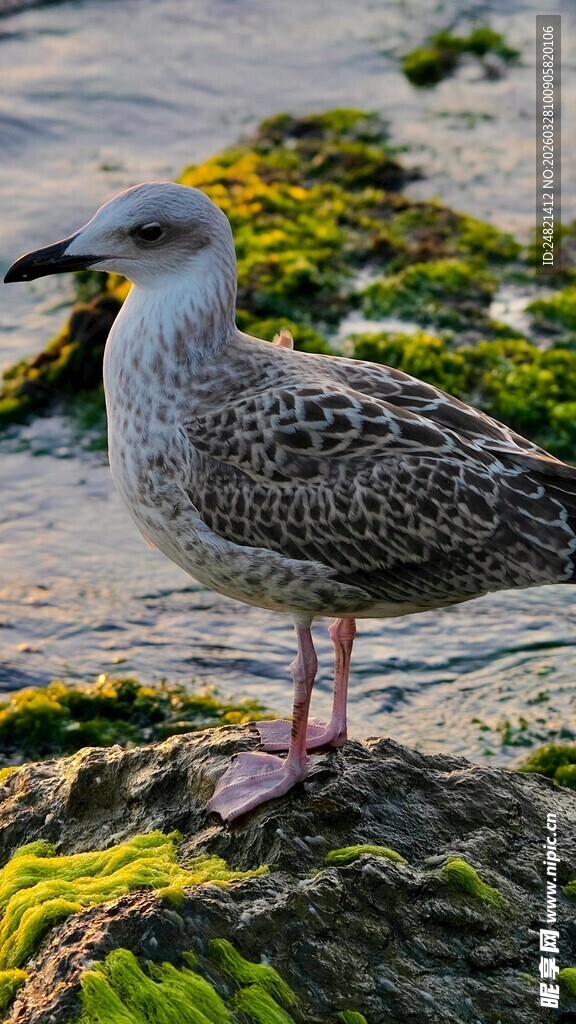 岩石上的灰羽海鸥