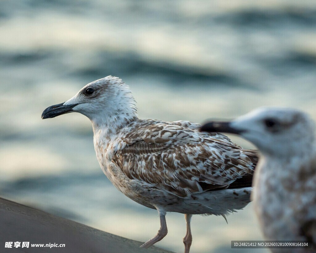 岸边双海鸥