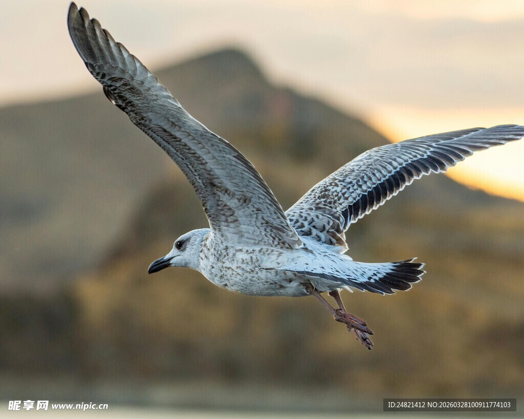 海鸥展翅翱翔于天际
