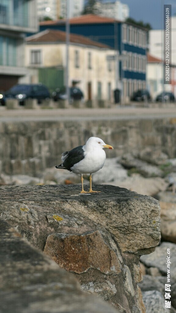石上栖息的海鸥