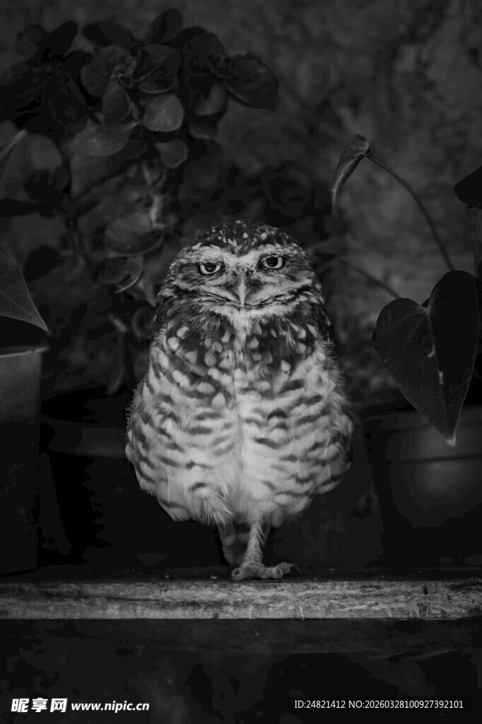 黑白猫头鹰特写