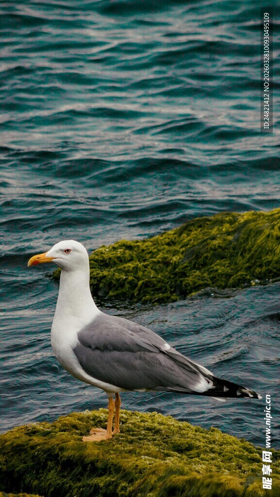 海边岩石上的灰白海鸥