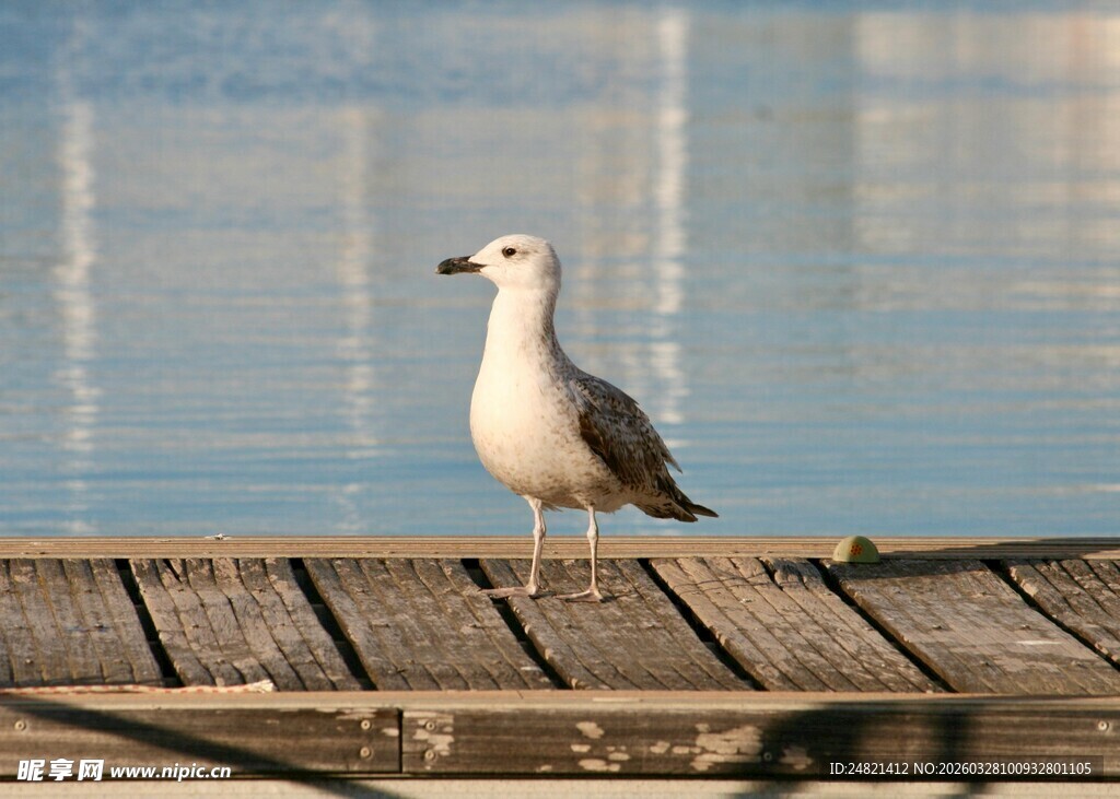 木栈道上的海鸥