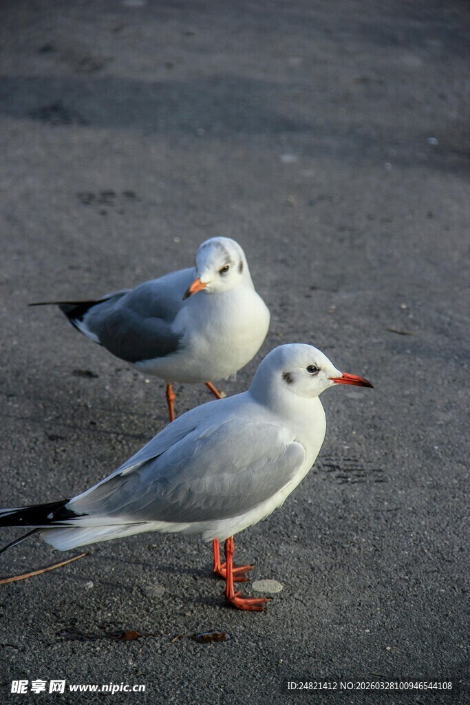 沙滩上的两只海鸥