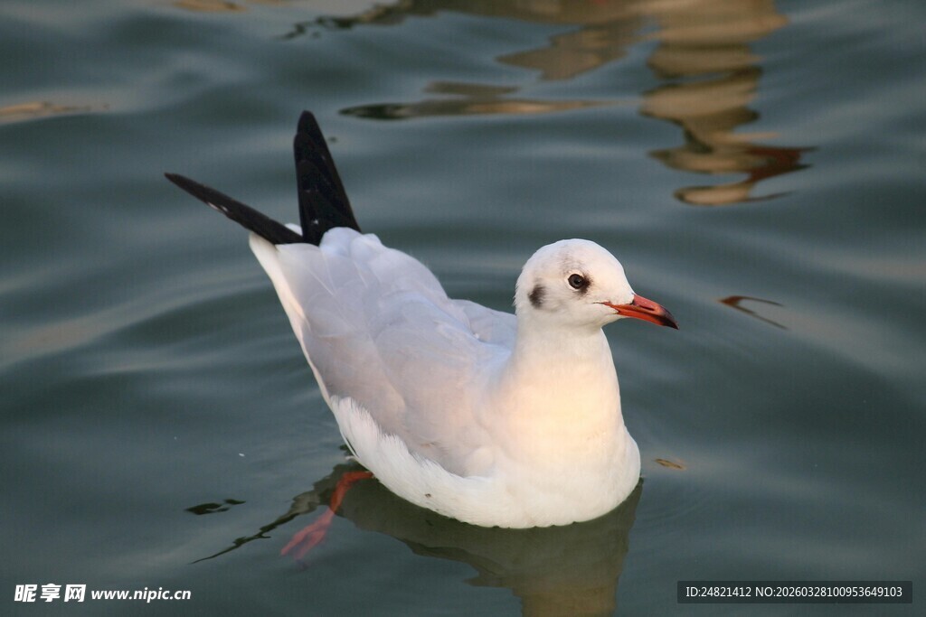 水中游弋的白色海鸥