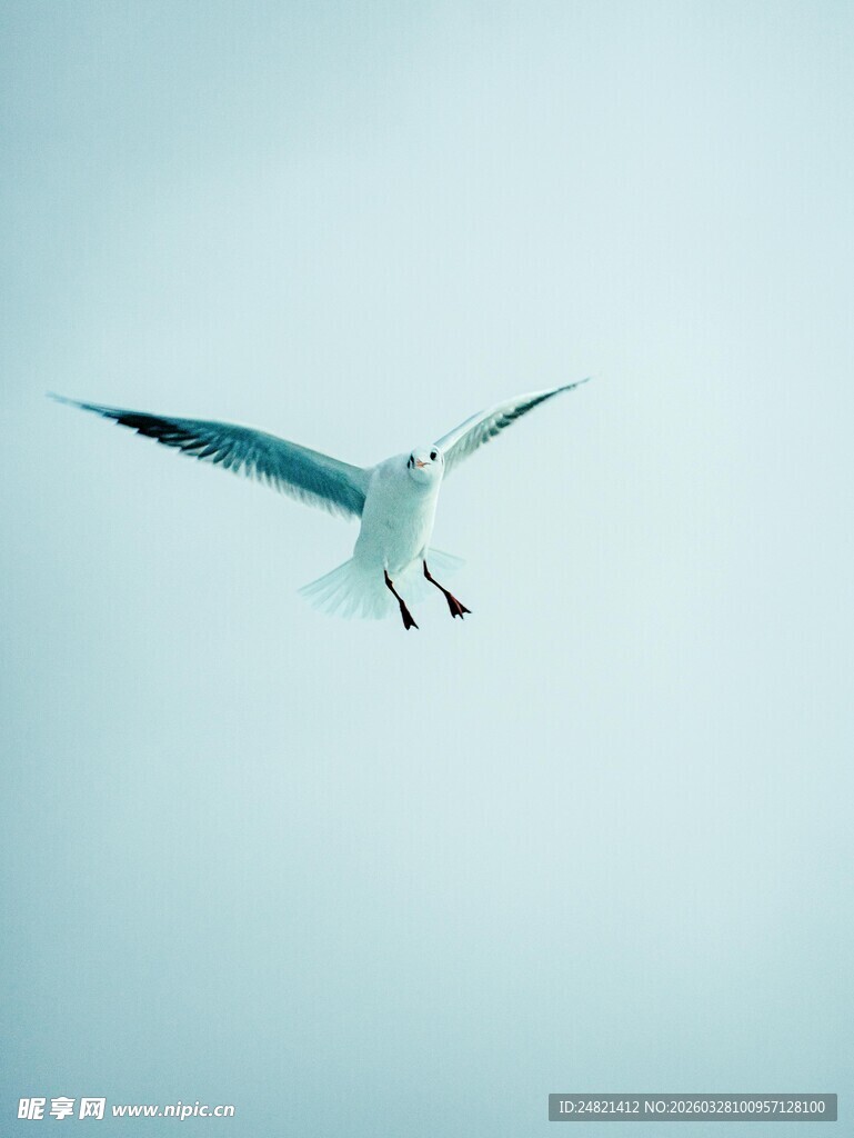 蓝天中翱翔的白色海鸥
