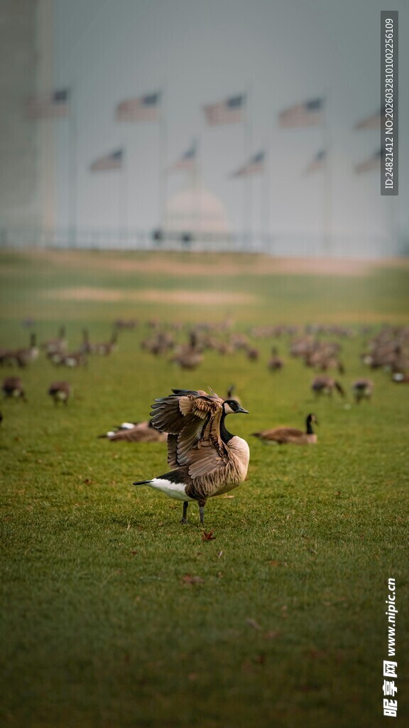 草原上的动物群聚景象