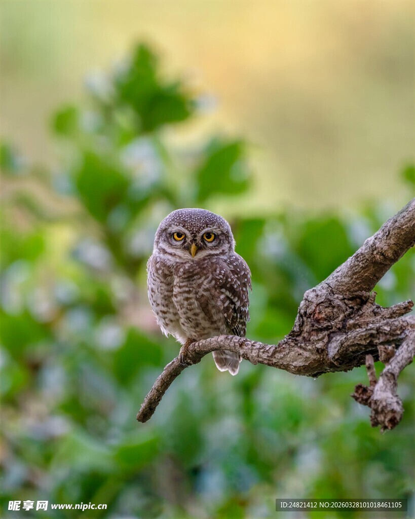 树枝上的小巧猫头鹰