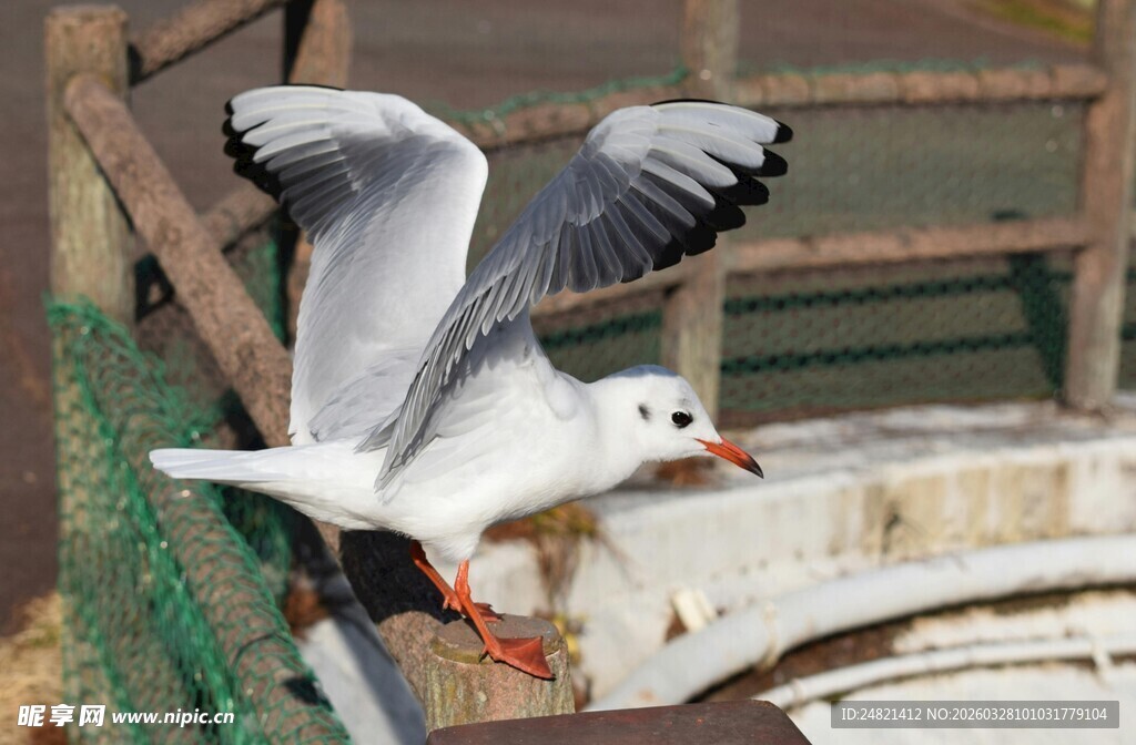 展翅海鸥于船边