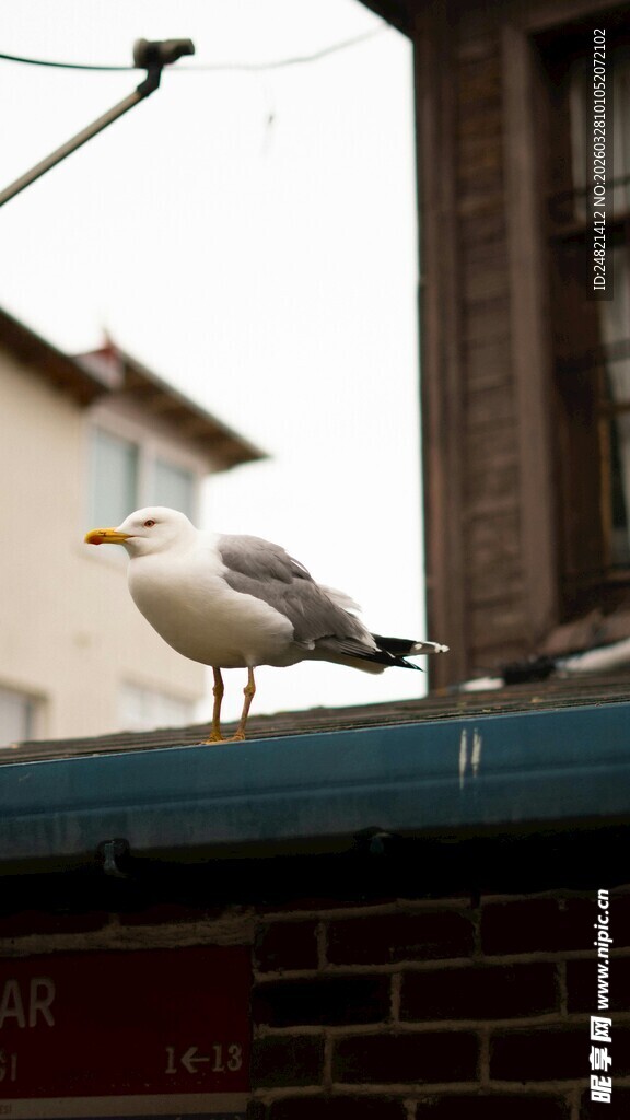 屋顶上的海鸥