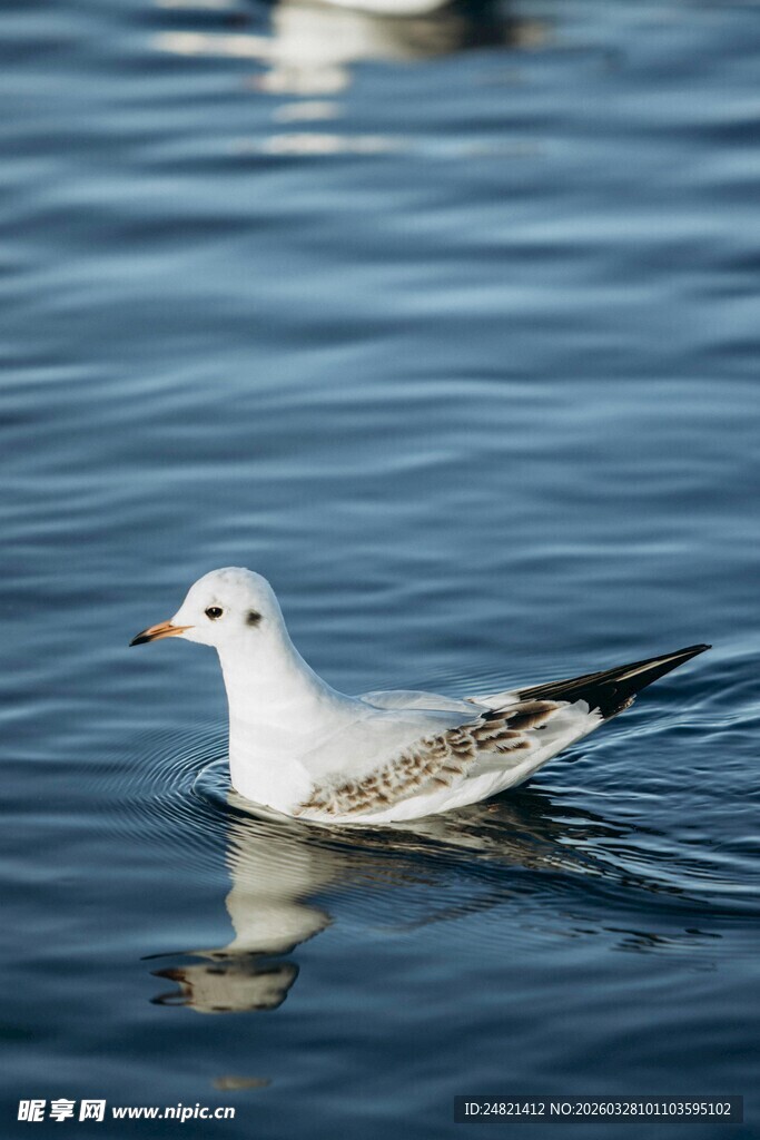 水中游弋的优雅小白鸟
