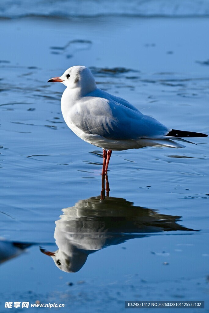 海鸥立于水边倒影