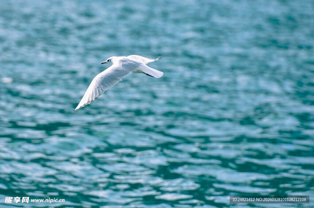 海鸥掠清波