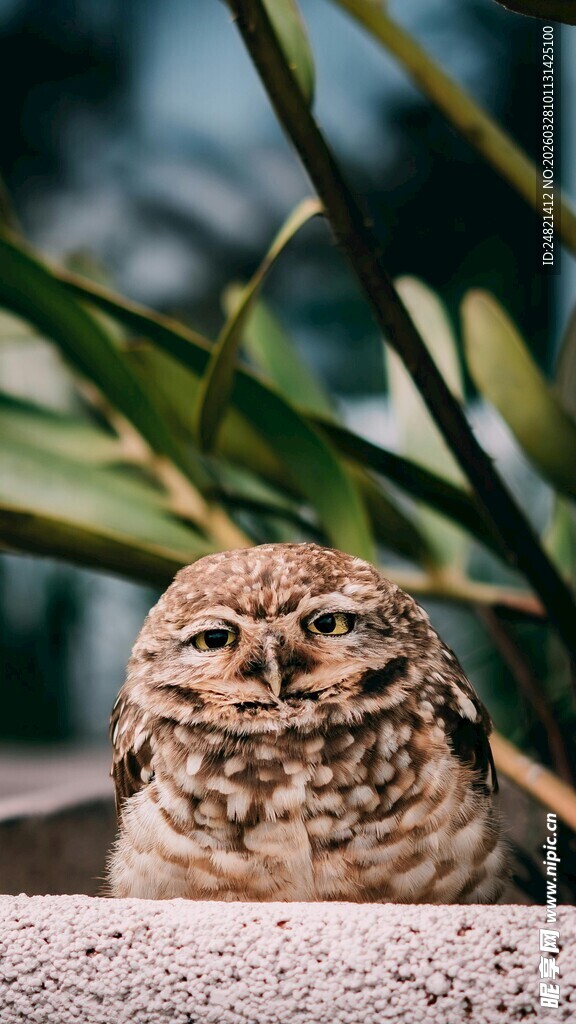 可爱穴居猫头鹰特写