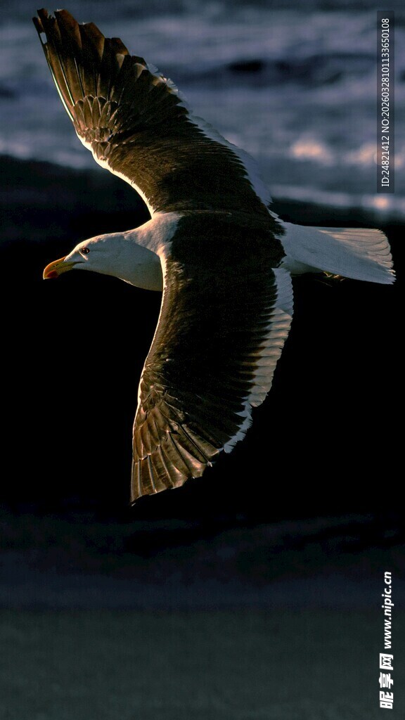 翱翔于海面的矫健海鸥