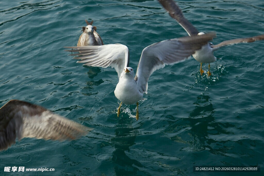 海面上的海鸥与水中动物