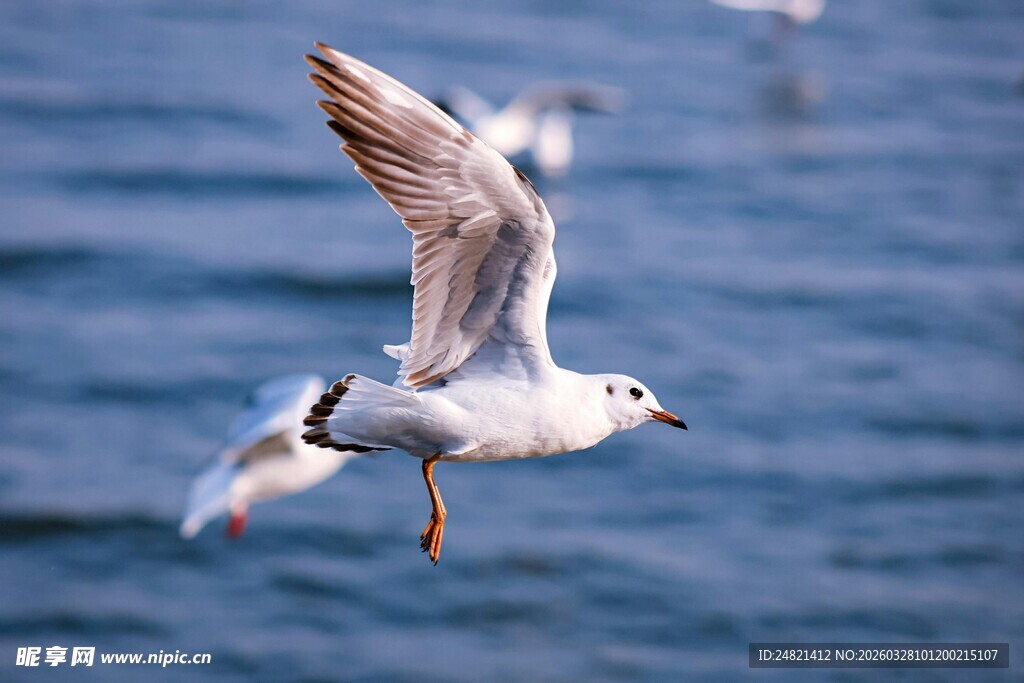 海鸥于海面展翅飞翔