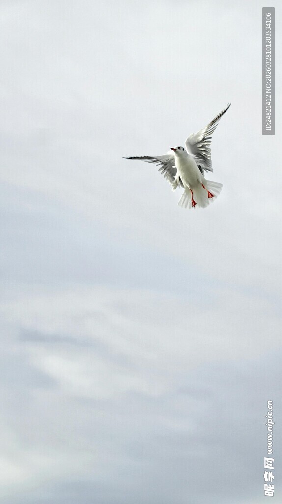 翱翔天际的飞鸟