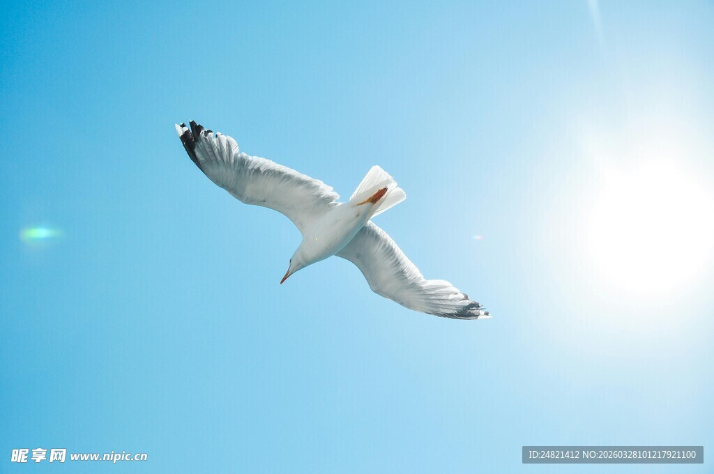 蓝天中翱翔的洁白海鸥