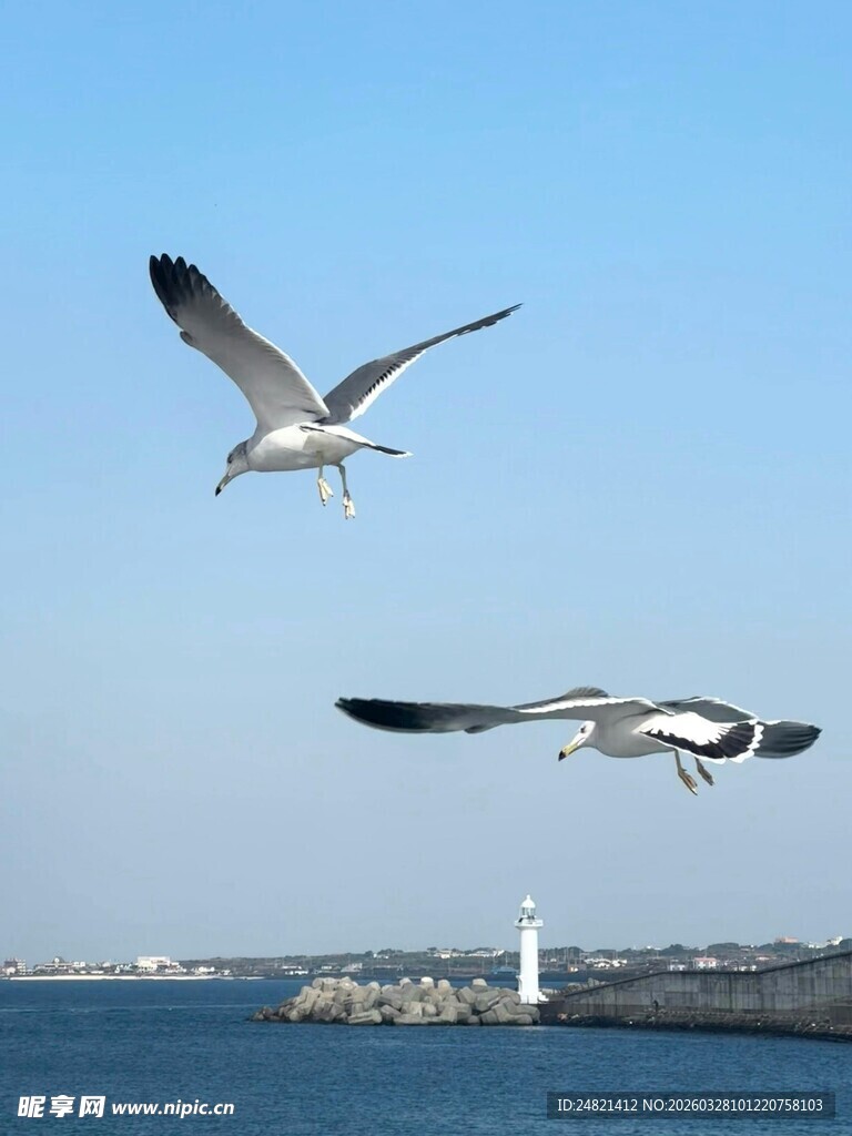 海鸥翱翔于碧海蓝天间