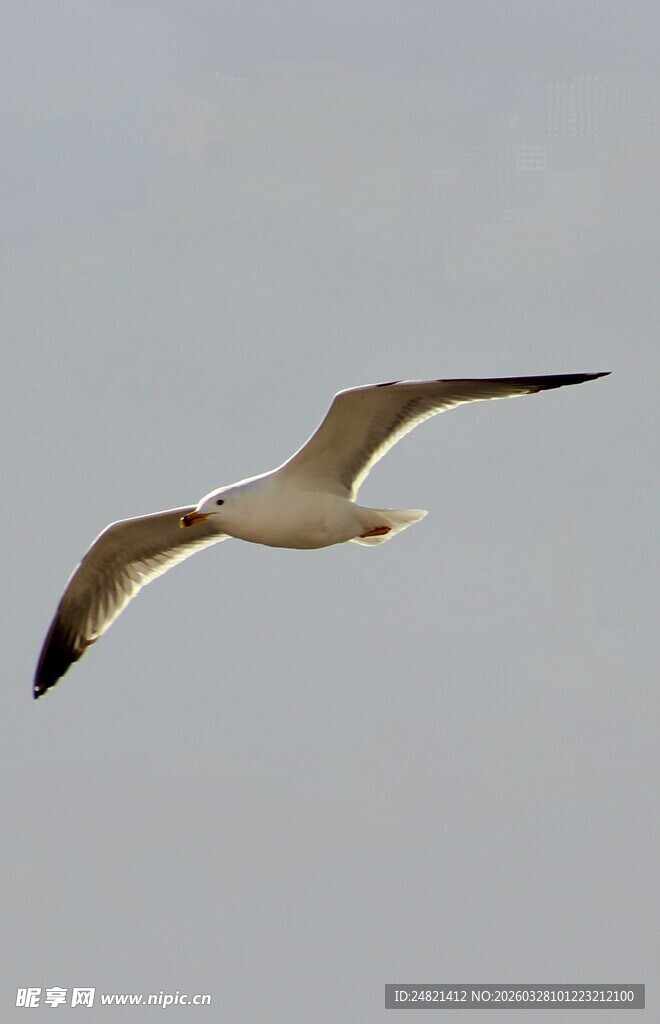 翱翔天际的海鸥