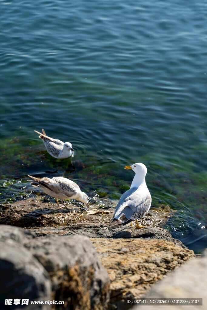 海边岩石上的几只海鸥