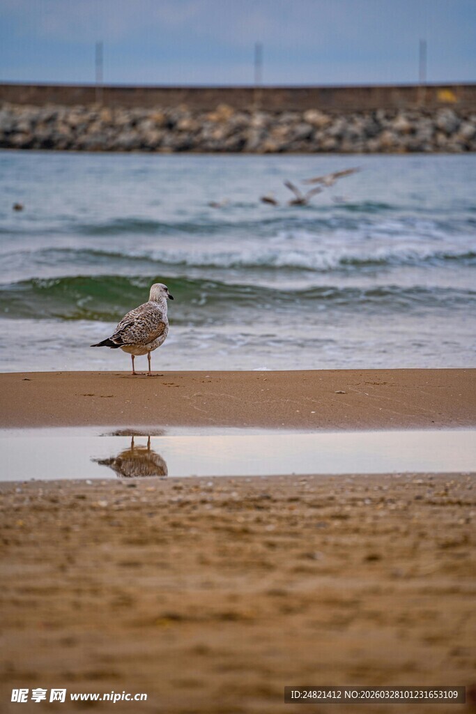 海滩上的海鸥