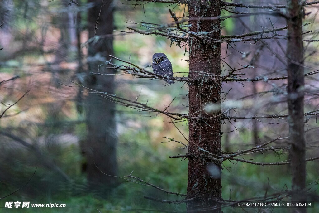 森林中的静谧树木景观
